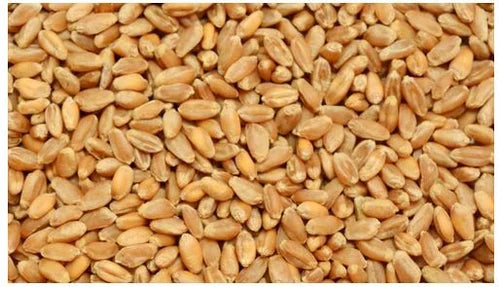 Organic Wheat (Tukdi)