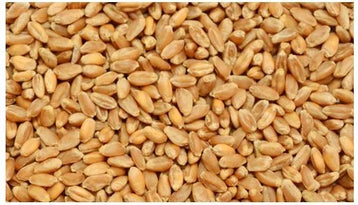 Organic Wheat (Tukdi)