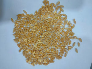 Organic Bhaliya Wheat