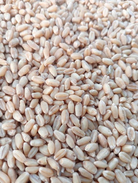 Organic Tukdi Wheat