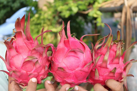 Organic Dragon Fruits