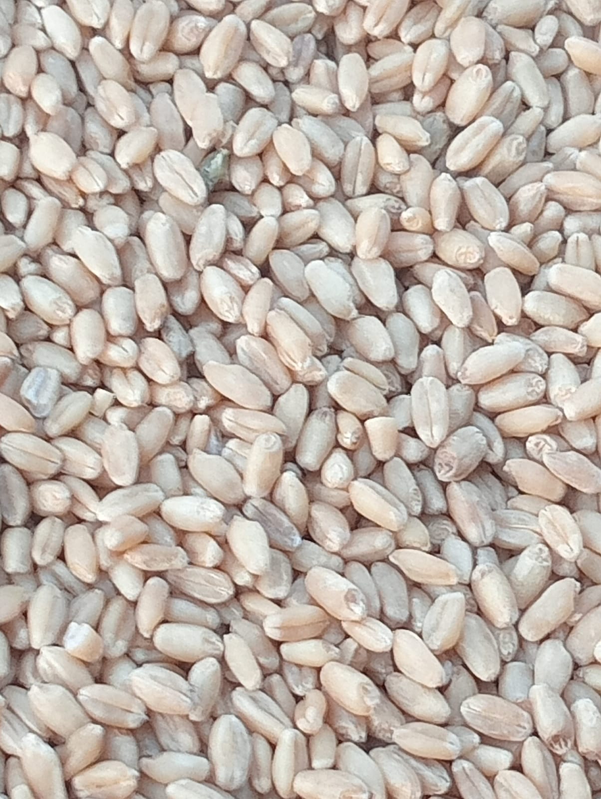 Organic Tukdi Wheat