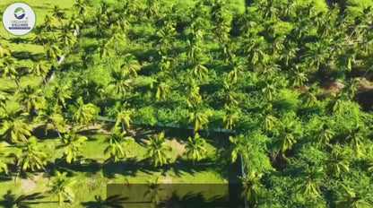 Organic Wellness Virgin Coconut Oil