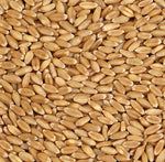 Organic Wheat