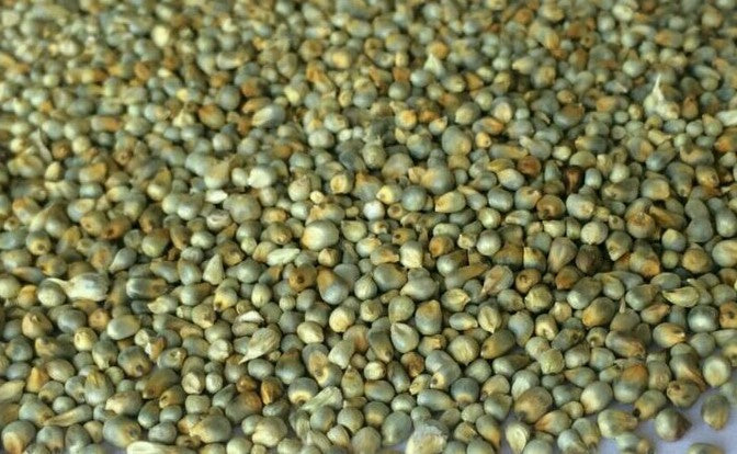 ORGANIC MILLET (BAJRO)